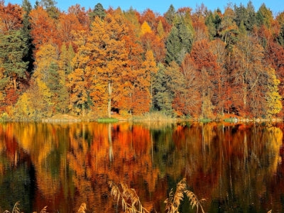 Les promenades olfactives pour l'automne