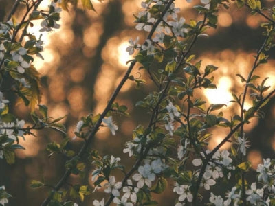 Août, la saison du Jasmin