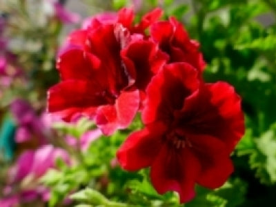 Le Géranium, sur la route de L’Orient