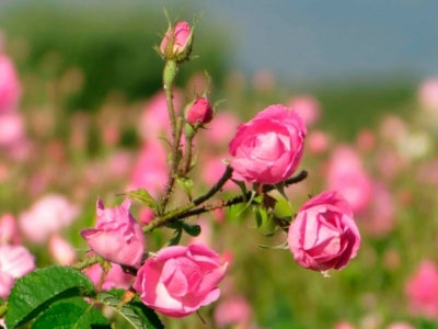 ROSA CENTIFOLIA, LA BELLE DE MAI