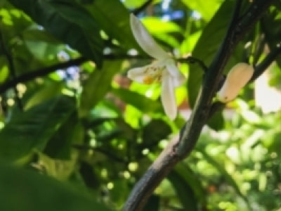 La Fleur d’oranger de Vallauris
