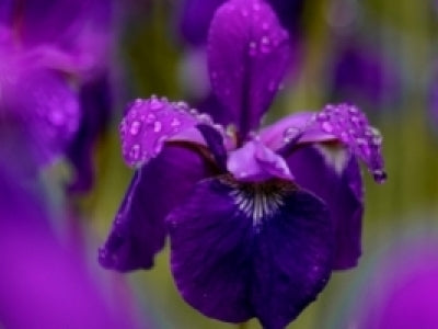 L'IRIS, LA VÉRITABLE FLEUR DES ROIS DE FRANCE !