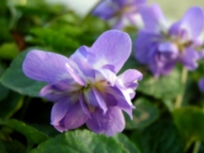 Tourrettes sur Loup, pour l’amour de la violette
