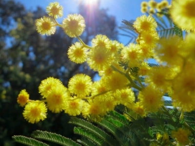 Le mimosa, une neige d'or sur la Côte d'Azur