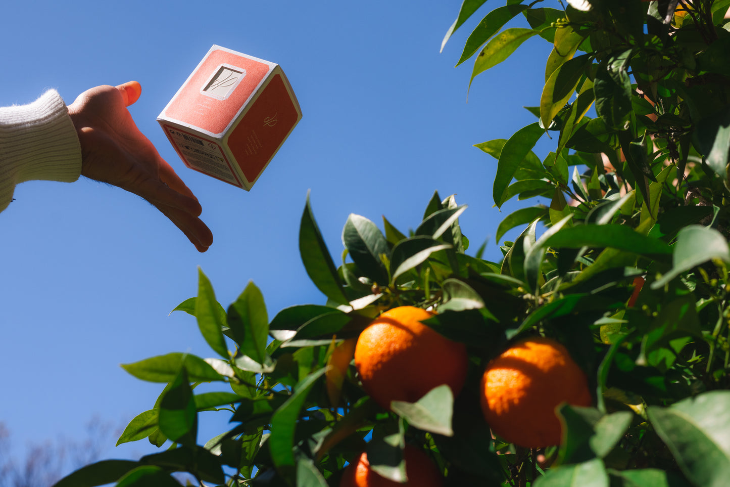 Dans les orangers en fleurs