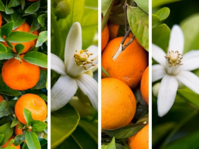 Le néroli, une fragrance de parfumerie extraite de la fleur d’oranger