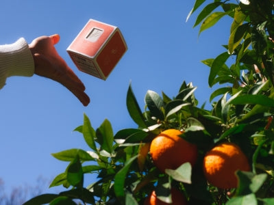 Pourquoi choisir des produits d’ambiance naturels ?