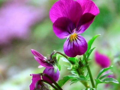 Parfum Violette, la plante aux senteurs et couleurs de Tourrettes-sur-Loup