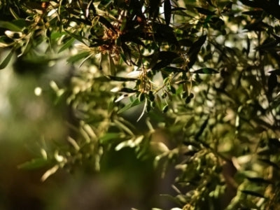 L'olive fruit d'hiver pour l'éternité