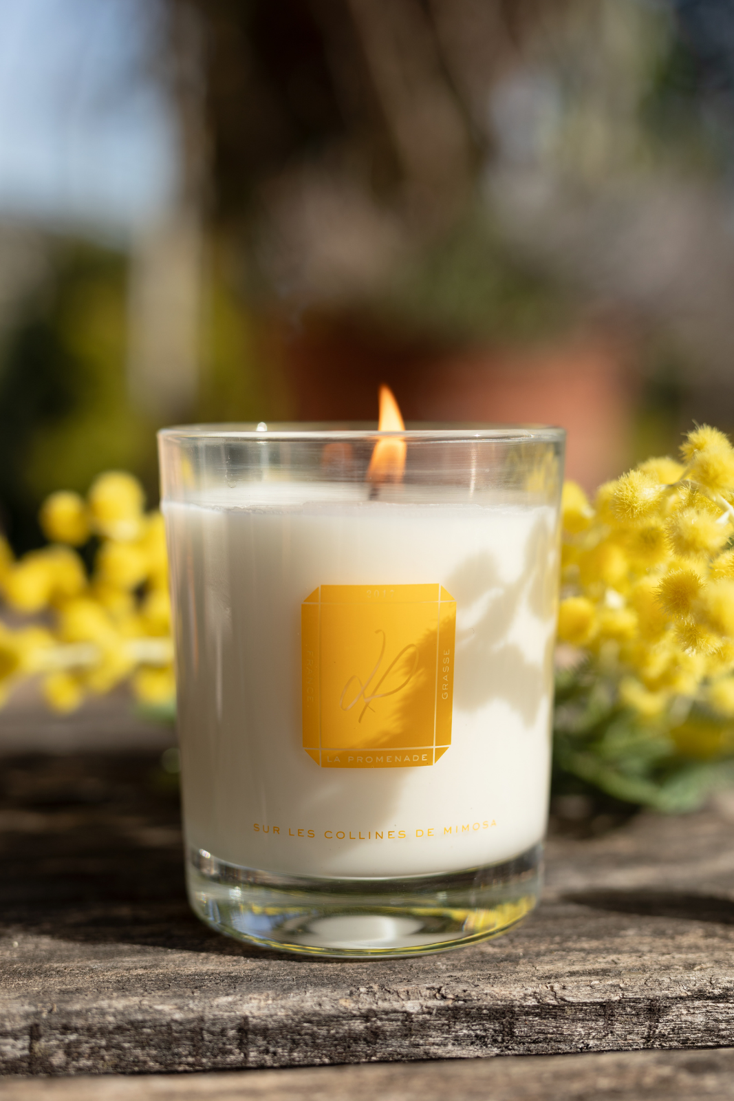 Sur les collines de mimosa